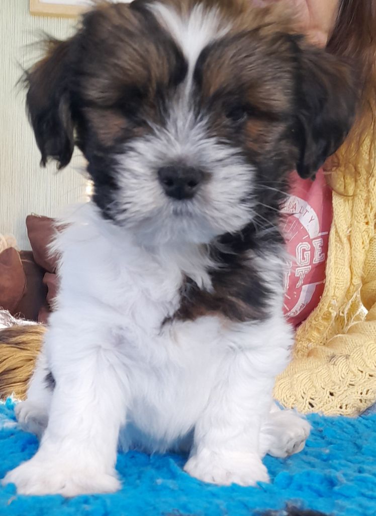 du chant d'Eliote - Chiot disponible  - Lhassa Apso