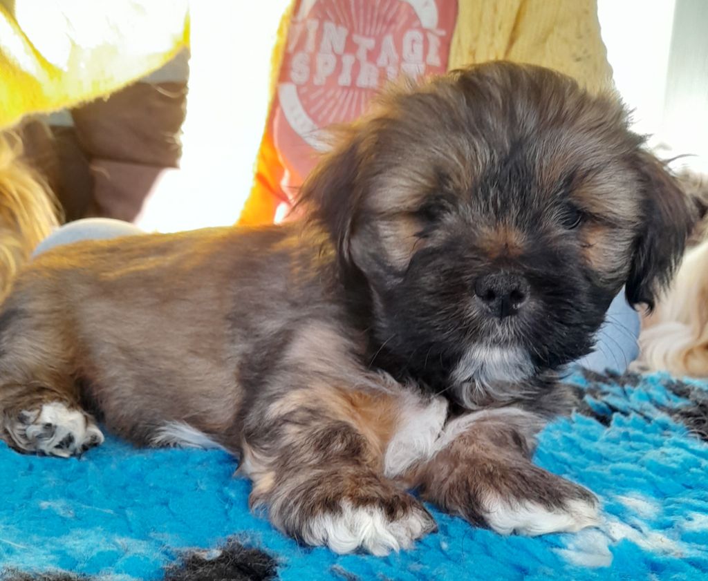 du chant d'Eliote - Chiot disponible  - Lhassa Apso